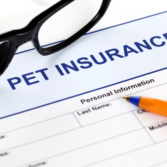 Navigating Pet Insurance: What You Need to Know to Protect Your Furry Family Member