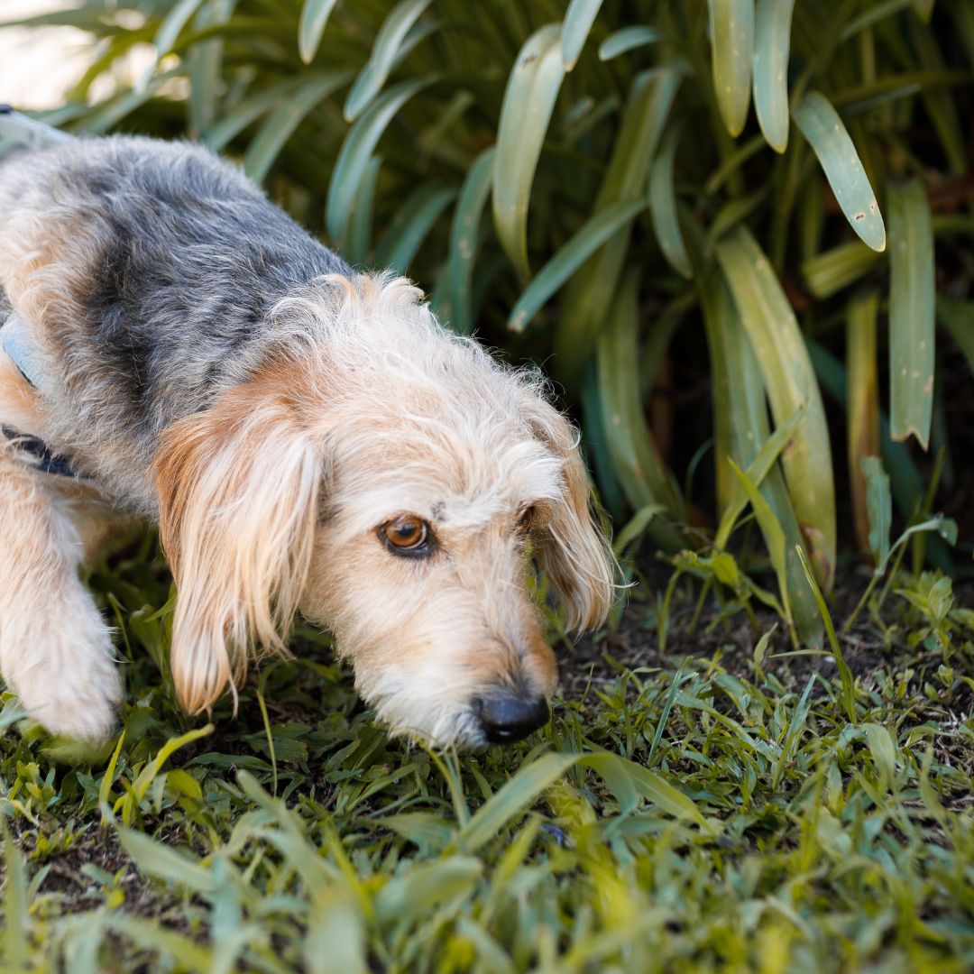 The Science Behind Dog's Sense of Smell