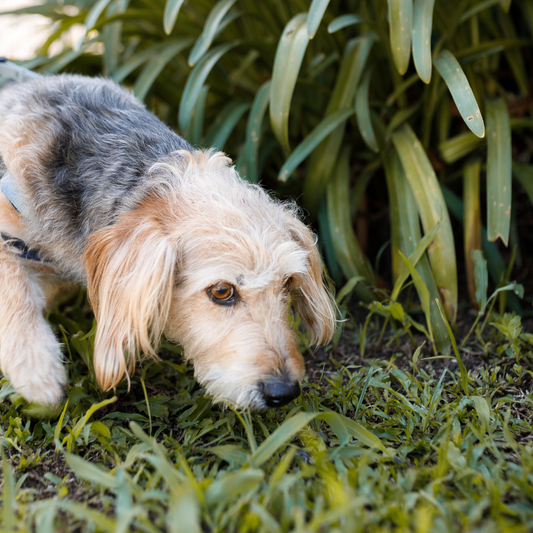 The Science Behind Dog's Sense of Smell: Exploring the Amazing Abilities of Canine Olfaction