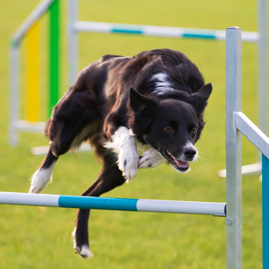 Exploring the World of Canine Sports: From Flyball to Dock Diving, Finding the Perfect Activity for Your Dog