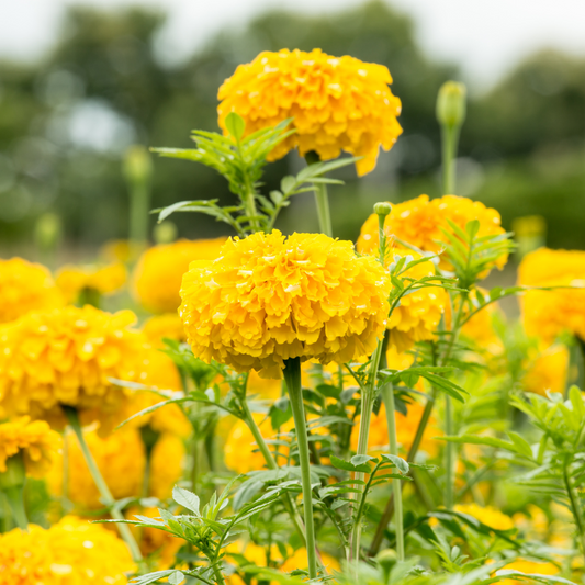 Dog-Friendly Gardening: Creating a Safe and Beautiful Outdoor Space for You and Your Pup