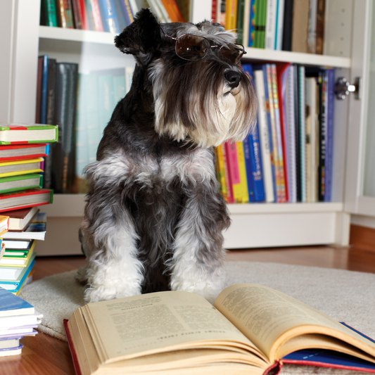 Paws and Pages: Book Recommendations for Dog Lovers