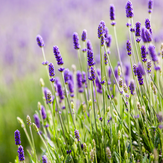 Is Lavender Safe for Dogs? Exploring the Benefits and Risks