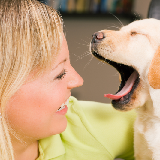 Why Do Dogs Yawn When You Pet Them?