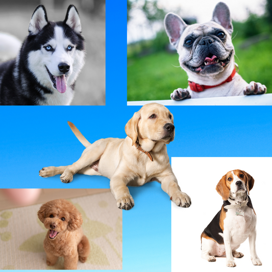 The Top 10 Most Popular Dog Breeds of 2024: A Look Into Canine Trend