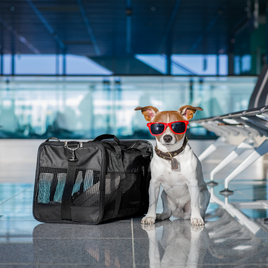 American Airlines Changes Pet Policy