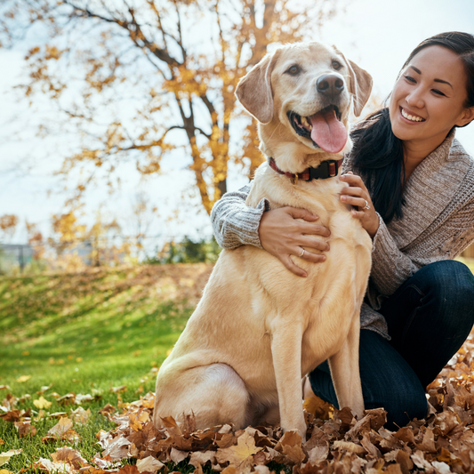 The Benefits of Adopting a Senior Dog: Why Older Dogs Make Great Companions