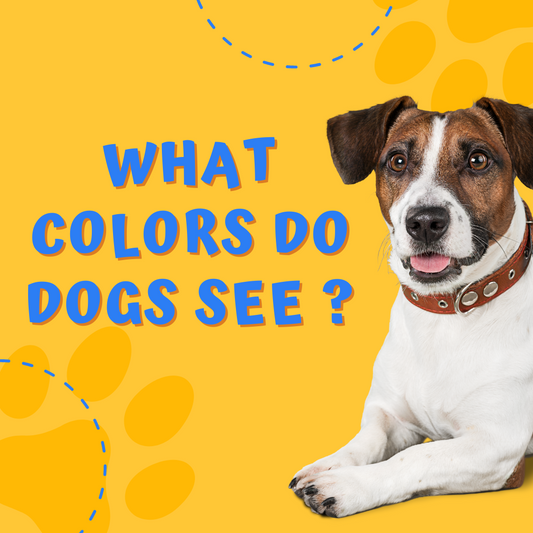 Understanding Dog Vision: What Colors Can Dogs See?