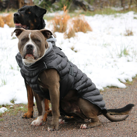 Doggie Puffer Coat - Trendy Dog Boutique