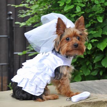 Dog Harness Wedding Dress, On Dog with Matching Leash & Veil - Trendy Dog Boutique