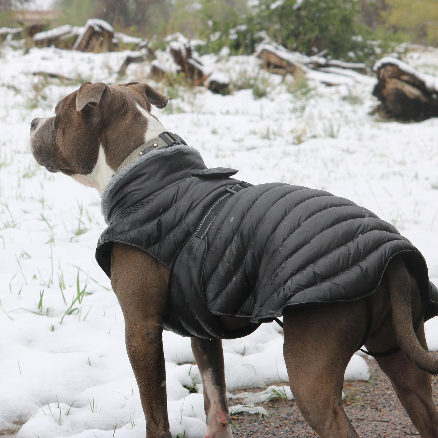 Doggie Puffer Coat - Trendy Dog Boutique