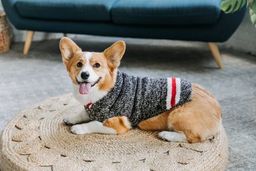 Boyfriend Wool Dog Sweater - Trendy Dog Boutique