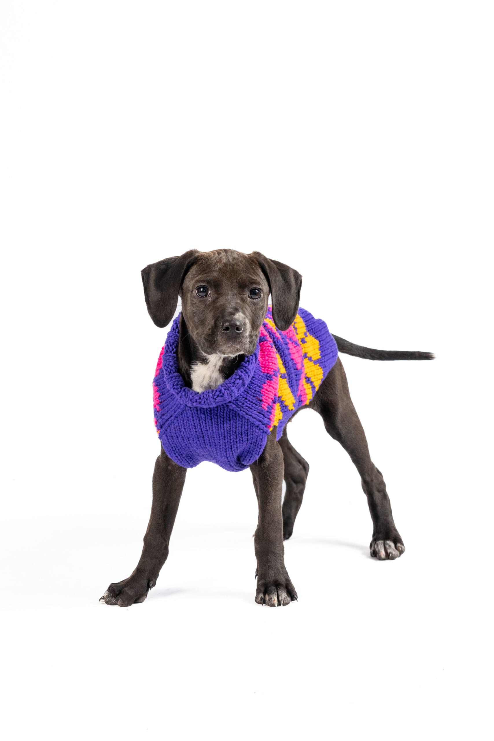 Flower Power Dog Sweater - Trendy Dog Boutique