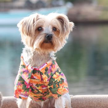 Sunset Hibiscus Hawaiian Doggie Shirt, On Dog - Trendy Dog Boutique