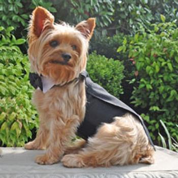 Dog Harness Tuxedo, On Dog - Trendy Dog Boutique