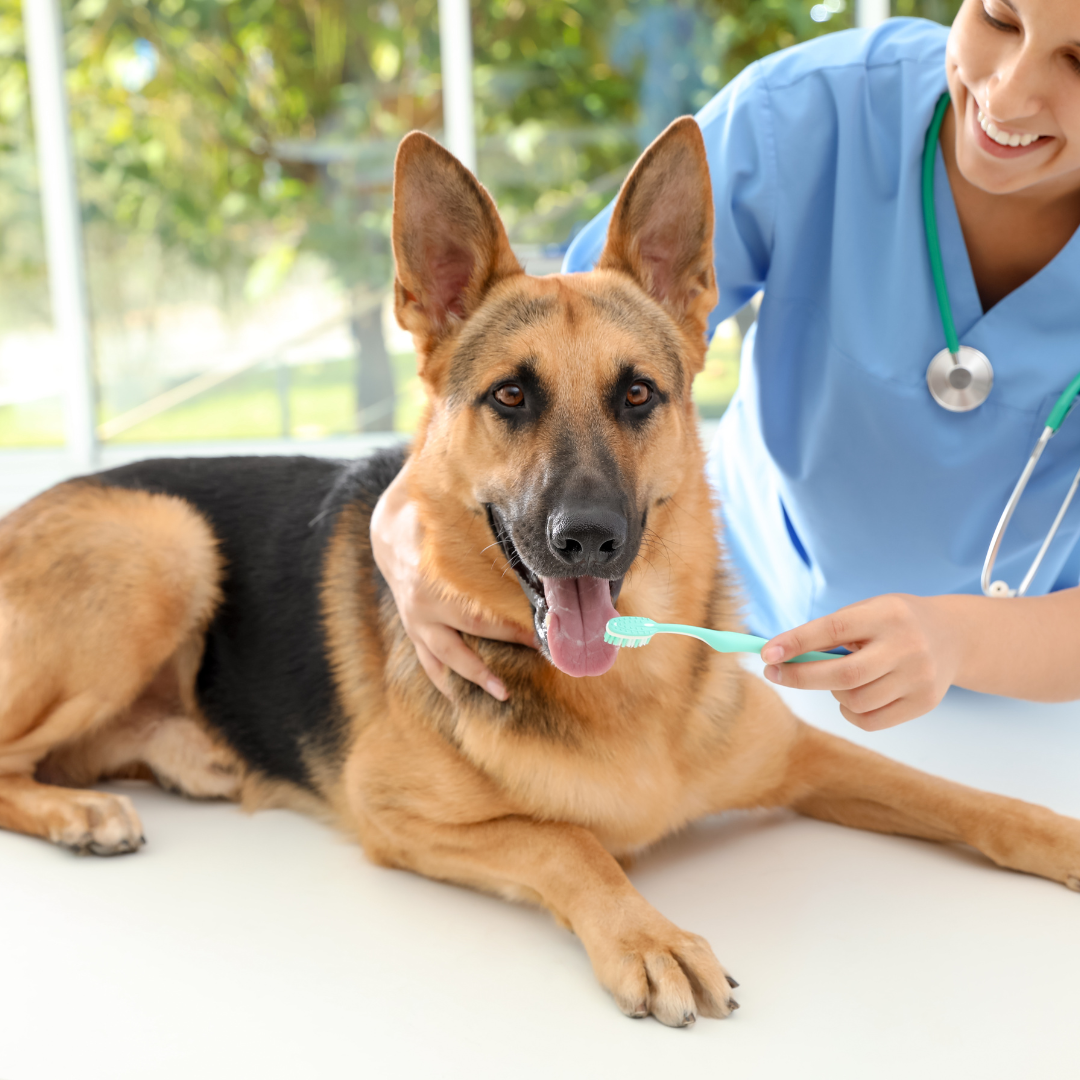 The Importance of Canine Dental Health: Tips for Keeping Your Dog's Teeth Clean