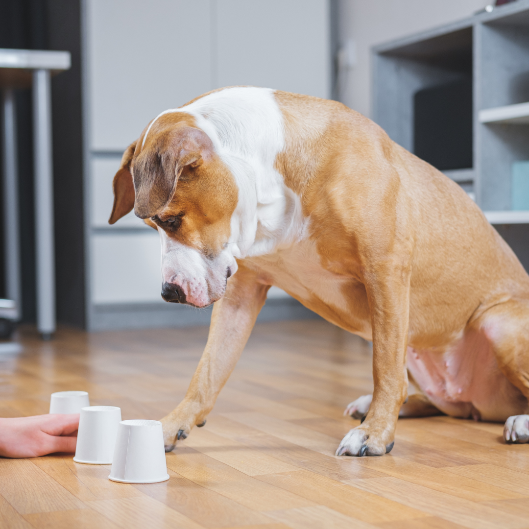 Exploring Canine Enrichment Activities: Keeping Your Dog Mentally Stimulated and Happy