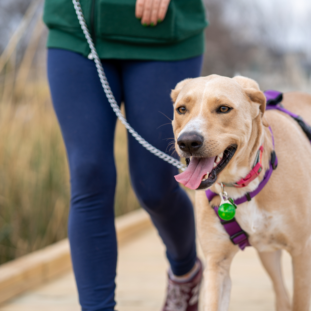 Walking Your Dog: Mastering Loose Leash Walking