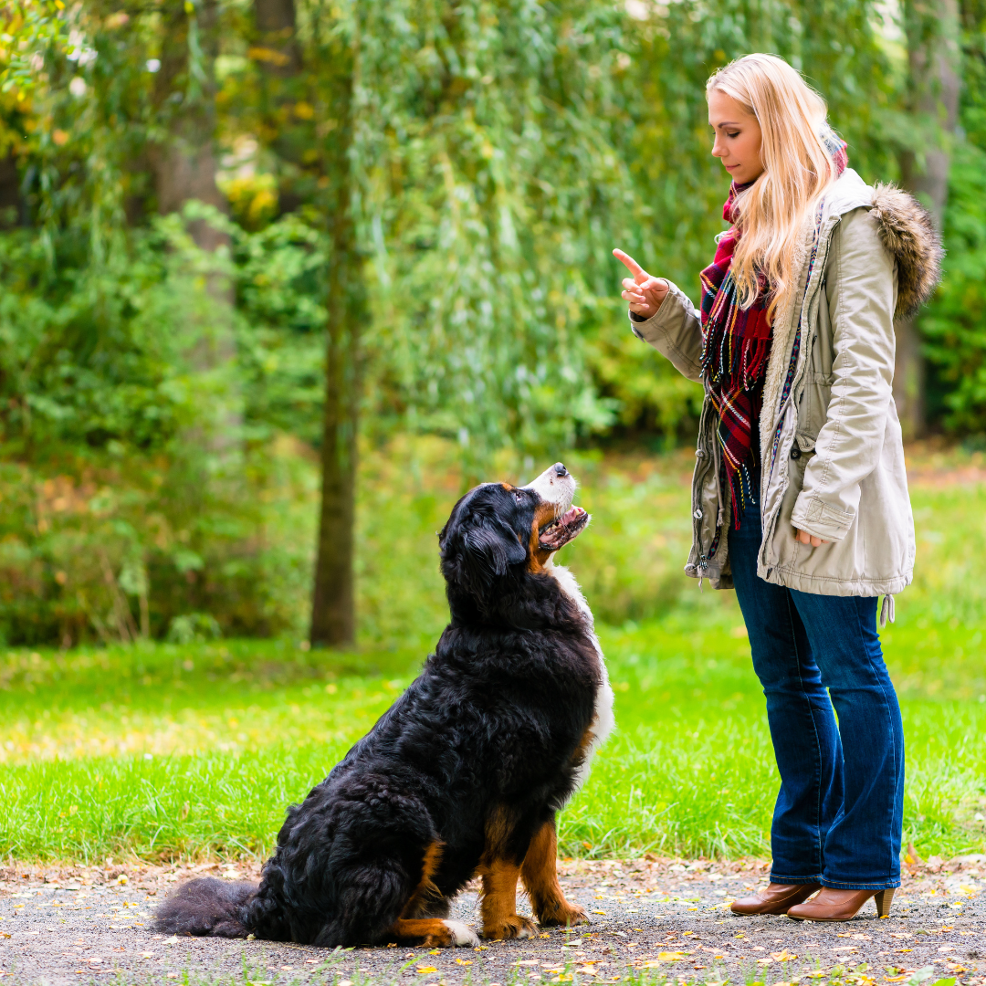 Teaching Basic Commands: Sit, Stay, and Come