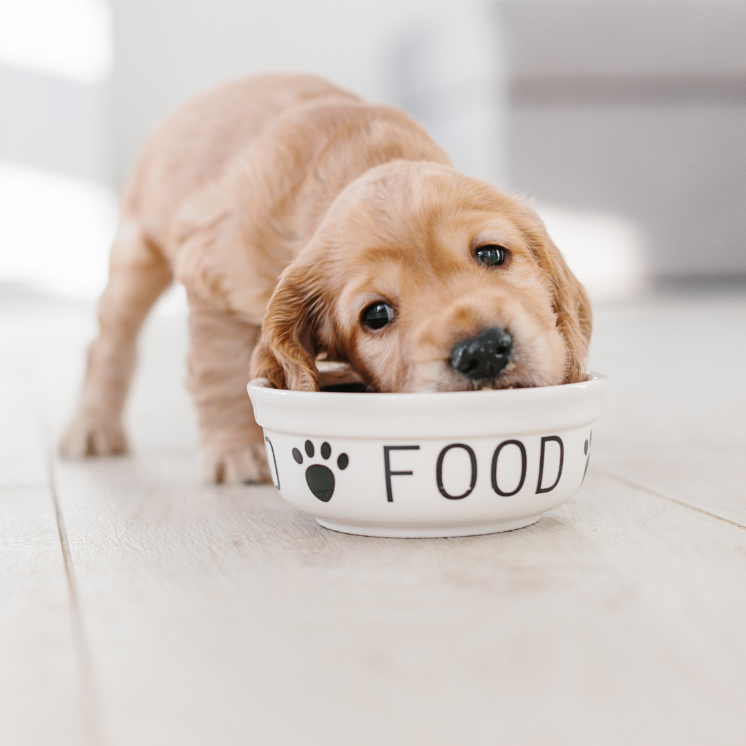 Nutrition 101: Choosing the Right Food for Your Puppy