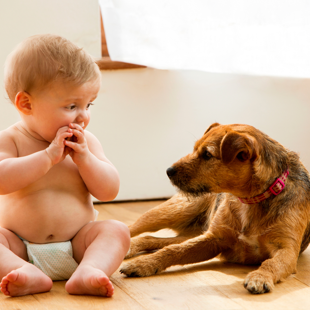 How to Safely Introduce Your Dog to a New Baby: Tips for a Smooth Transition