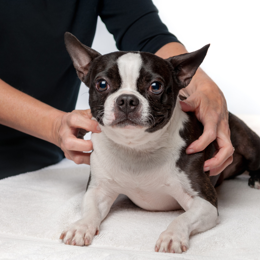The Benefits of Canine Massage Therapy: Enhancing Your Dog's Well-being
