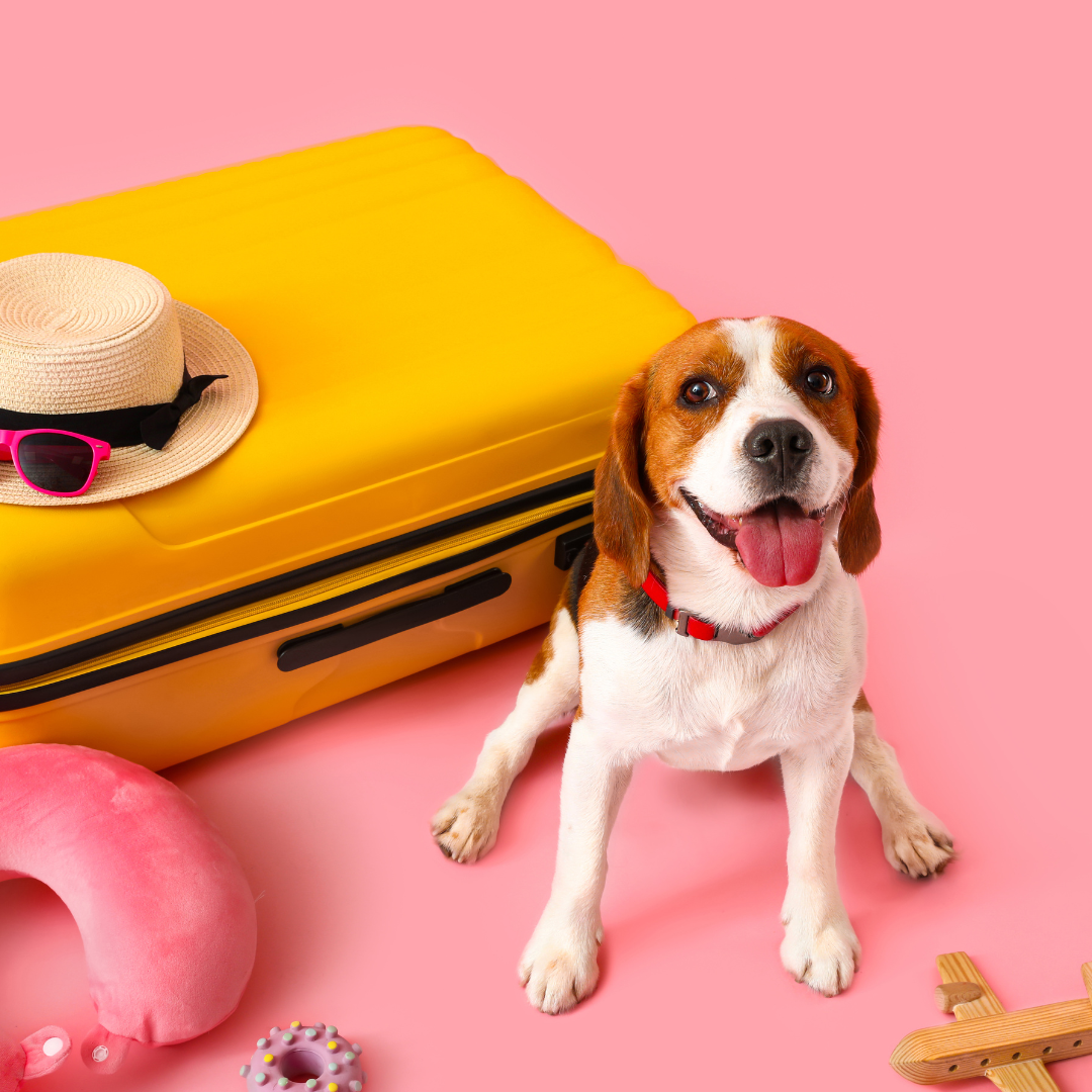 How to Prepare Your Dog for Travel: Tips for Stress-Free Adventures Together