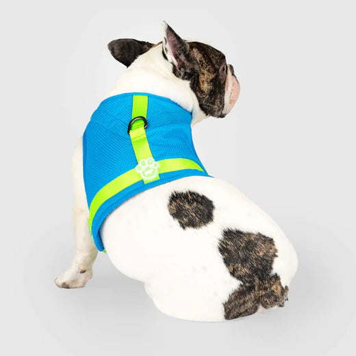 Cooling Dog Harness, On Small Dog, Back View - Trendy Dog Boutique