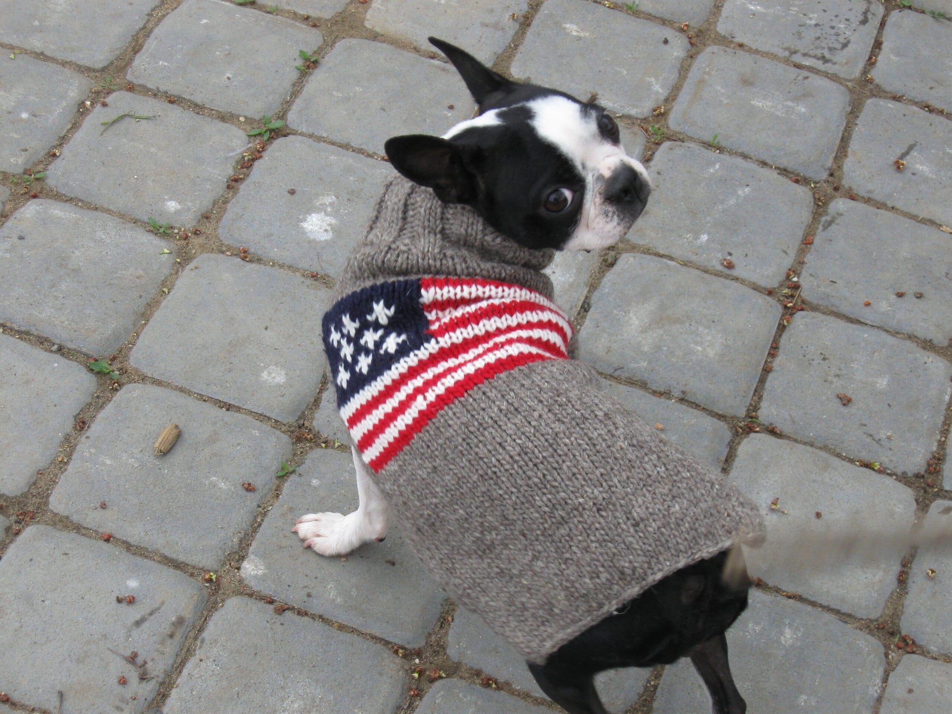 American Flag Wool Dog Sweater, on small dog - Trendy Dog Boutique