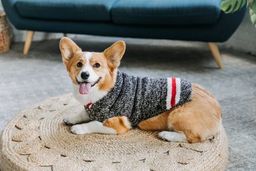 Boyfriend Dog Sweater, On Corgi - Trendy Dog Boutique