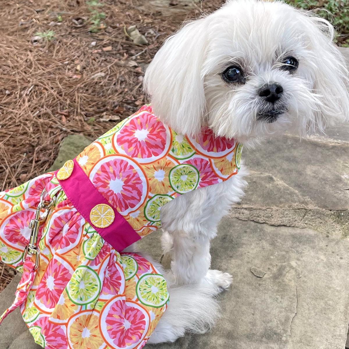 Citrus Dog Harness Dress, on dog - Trendy Dog Boutique