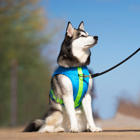 Cooling Dog Harness, On Large Dog - Trendy Dog Boutique