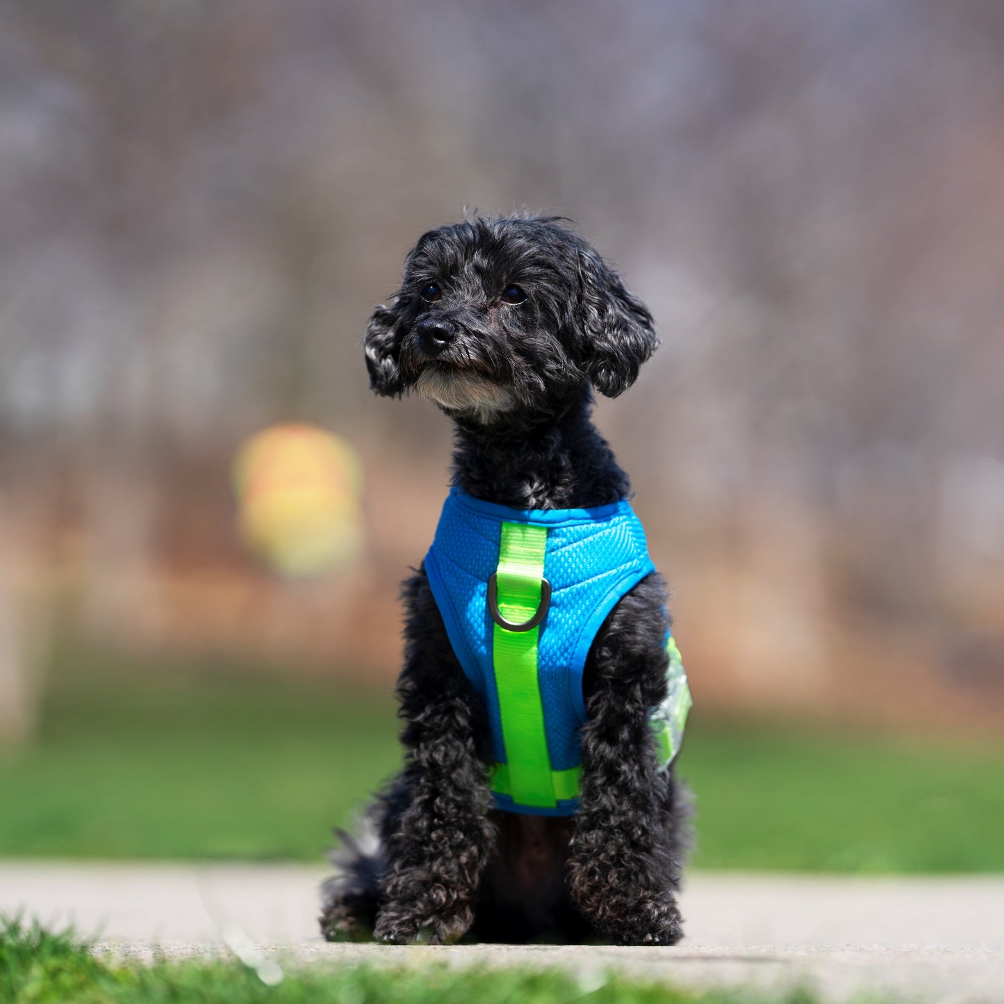 Cooling Dog Harness, On Medium Dog - Trendy Dog Boutique