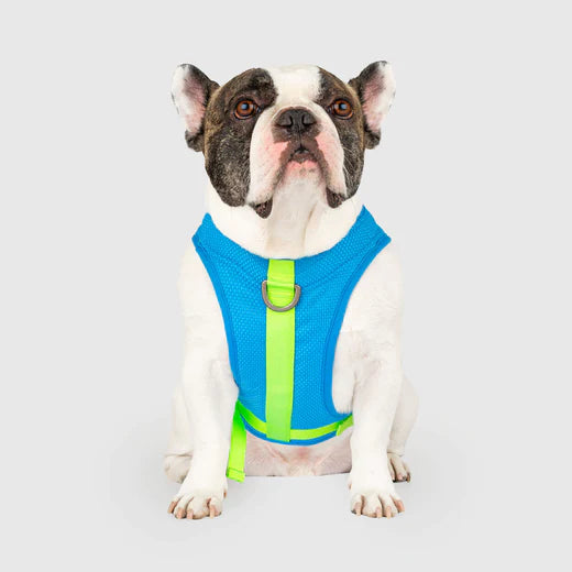 Cooling Dog Harness, On Small Dog - Trendy Dog Boutique