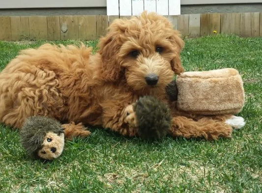 Hedgehog Den Interactive Dog Toy, With Dog - Trendy Dog Boutique