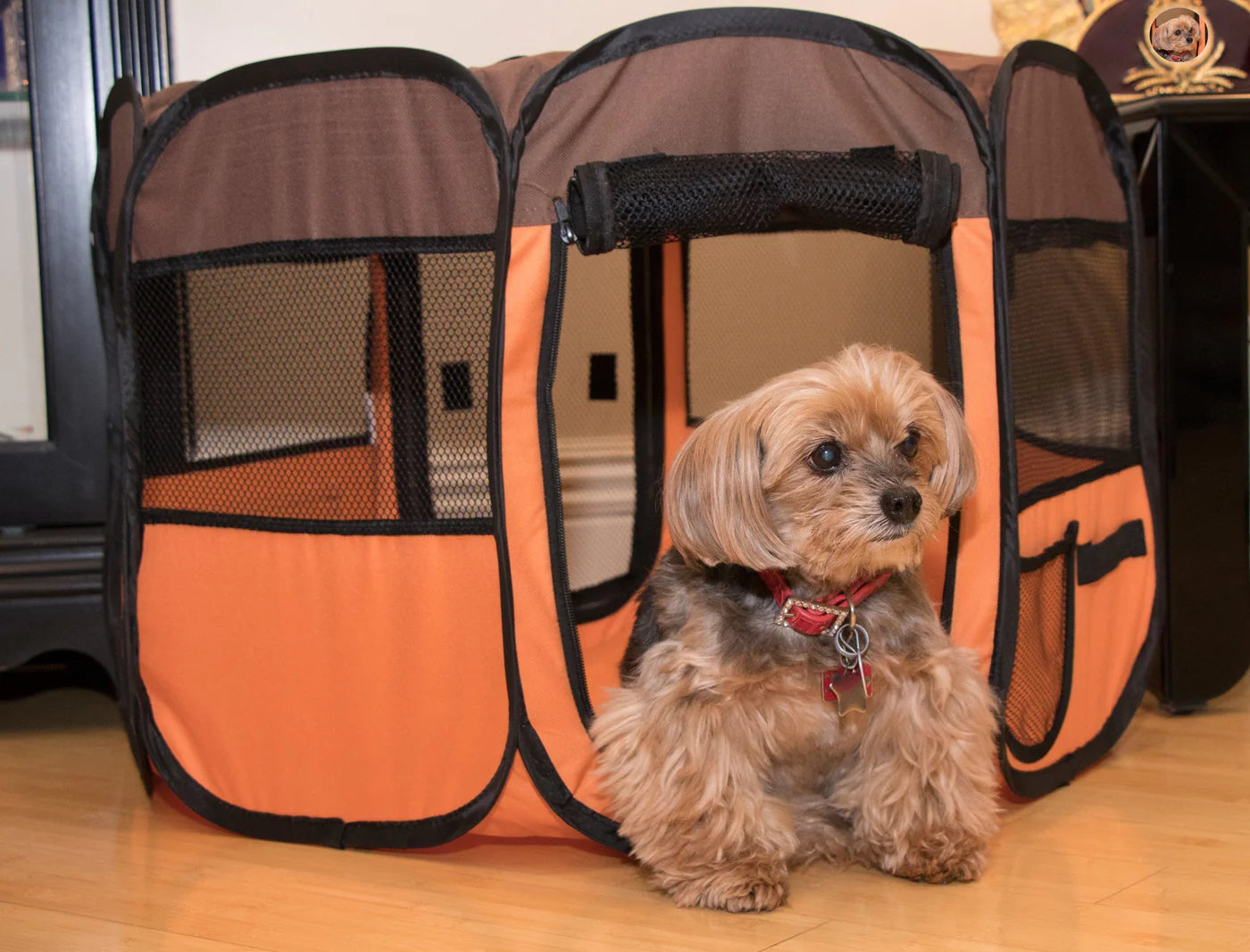 Lightweight Collapsible Travel Dog Play Pen, Orange & Brown, With Dog - Trendy Dog Boutique