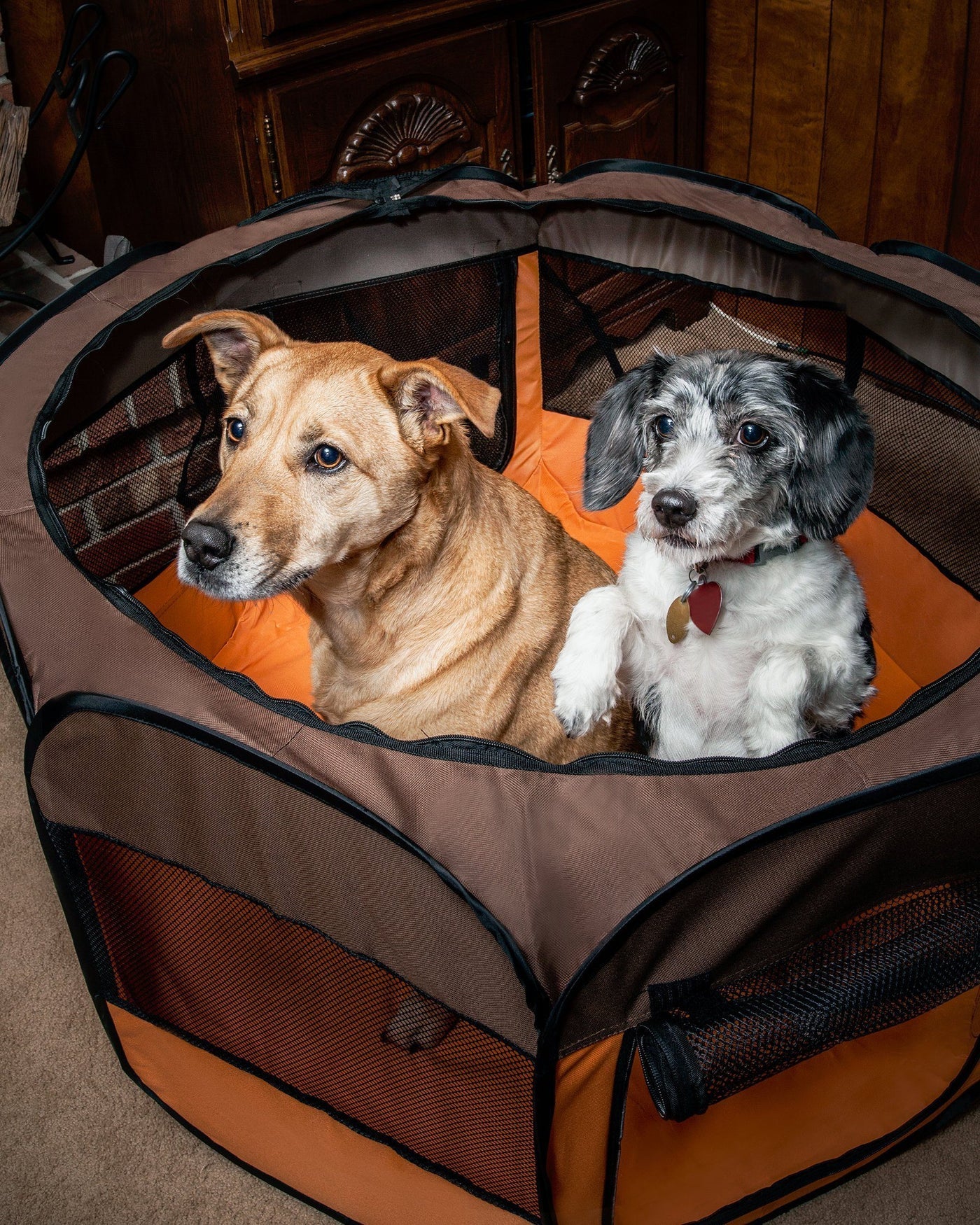 Lightweight Collapsible Travel Dog Play Pen, Orange & Brown with 2 Dogs - Trendy Dog Boutique