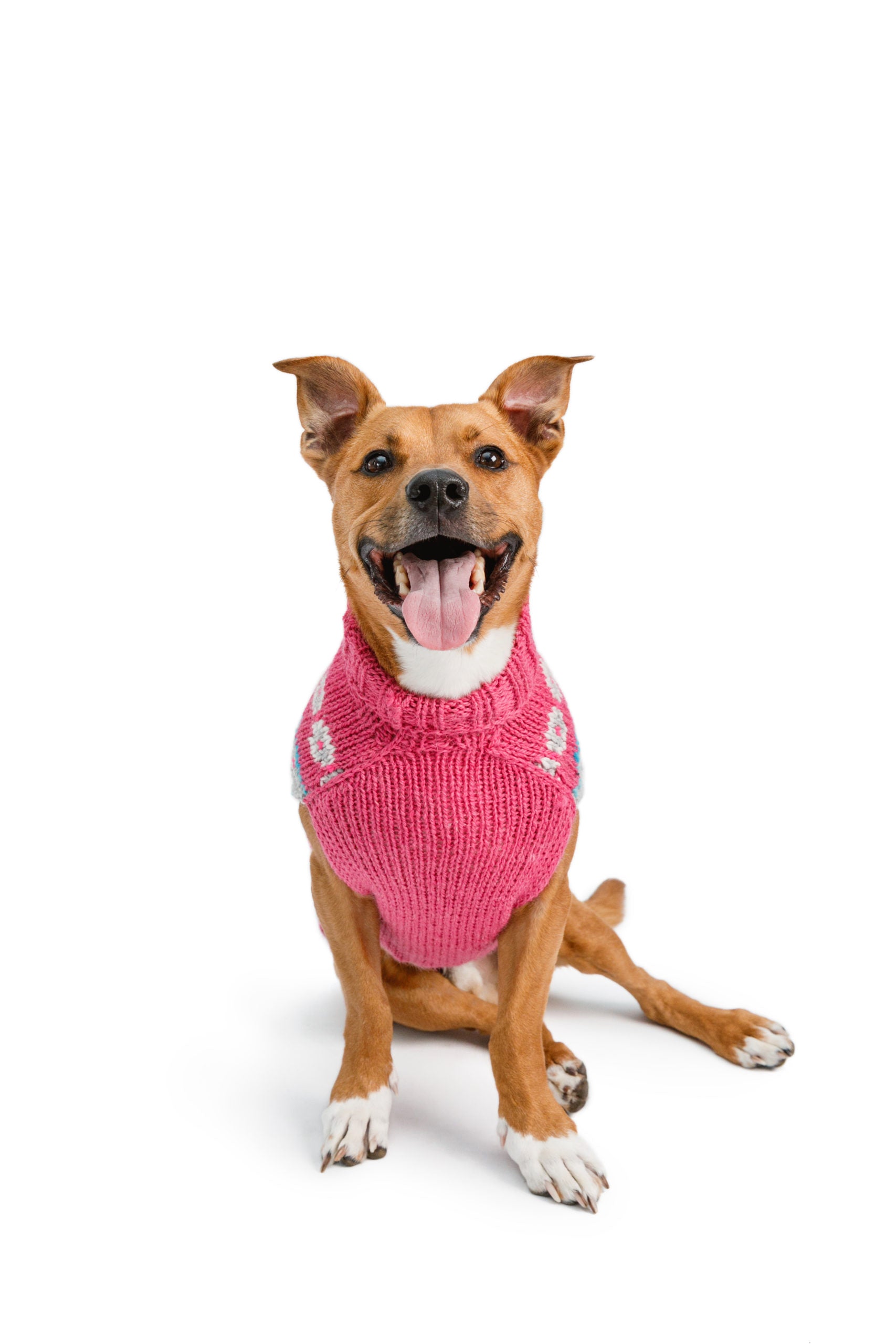Alpaca Rose Fairisle Dog Sweater, Front View On Dog- Trendy Dog Boutique