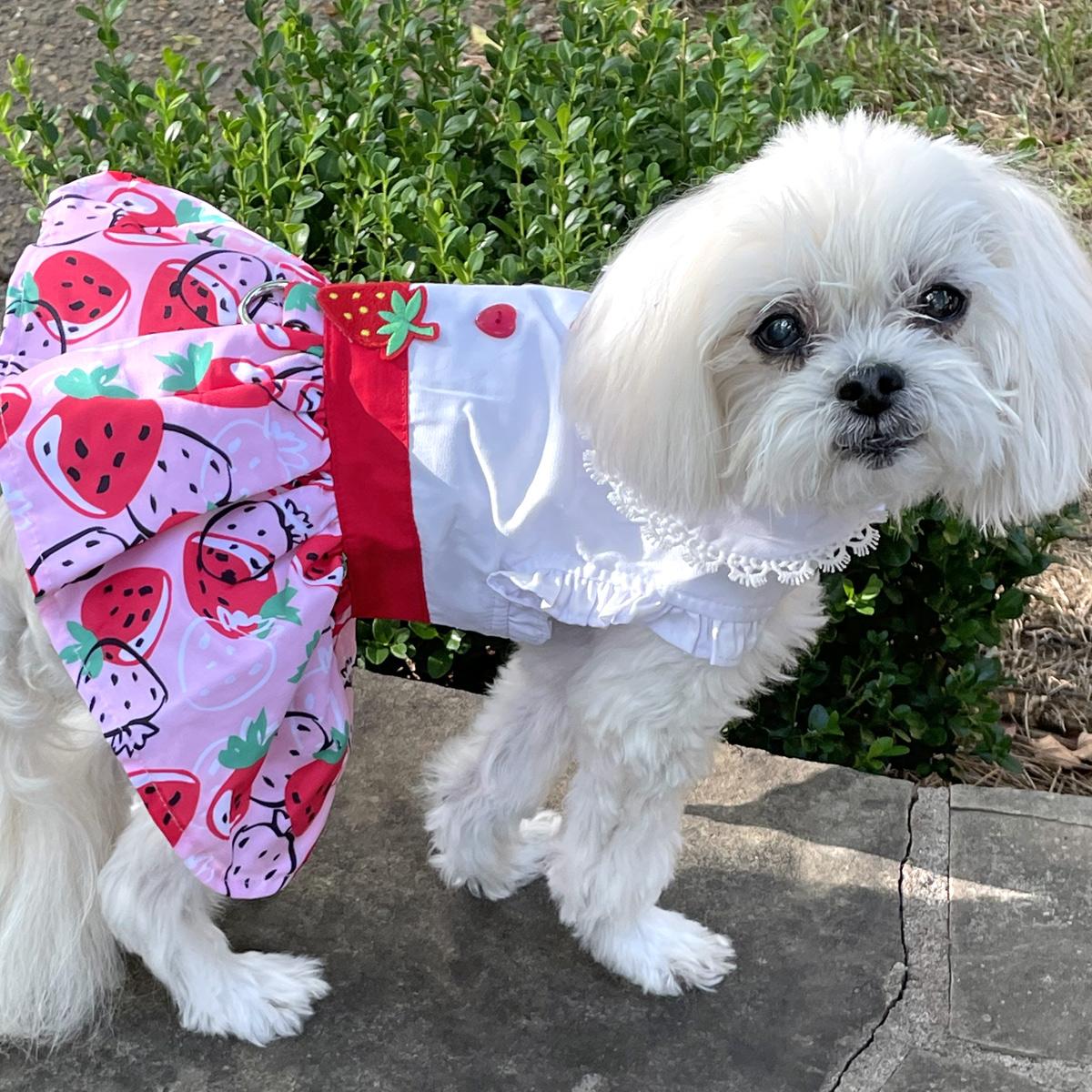 Strawberry Picnic Dog Harness Dress, side - Trendy Dog Boutique