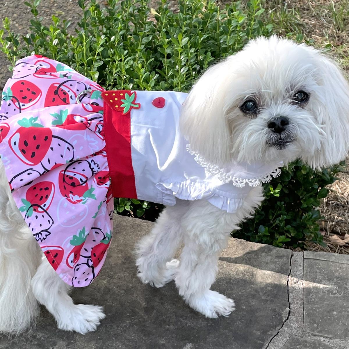 Strawberry Picnic Dog Harness Dress with Matching Leash - Trendy Dog Boutique