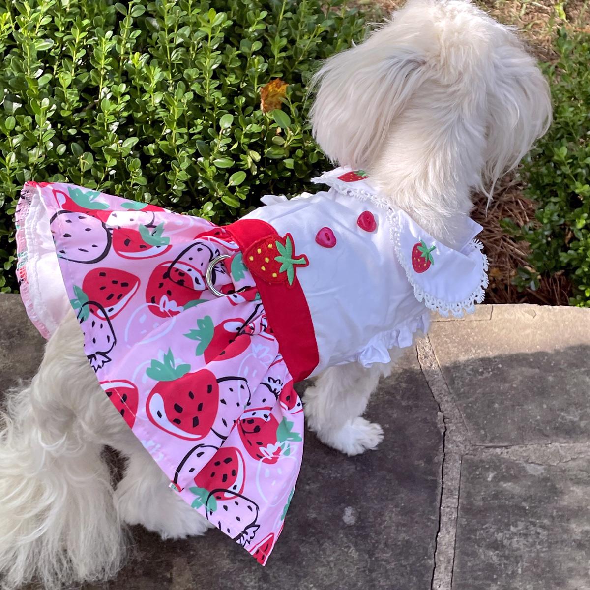 Strawberry Picnic Dog Harness Dress, on dog - Trendy Dog Boutique