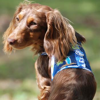 Cool Mesh Dog Harness  Surfboard Blue and Green - Trendy Dog Boutique