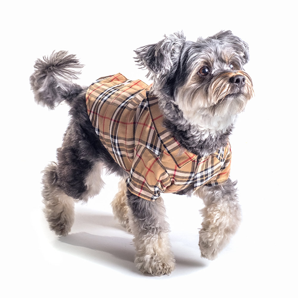 Tan Plaid Dog Shirt, On Dog, In Action - Trendy Dog Boutique